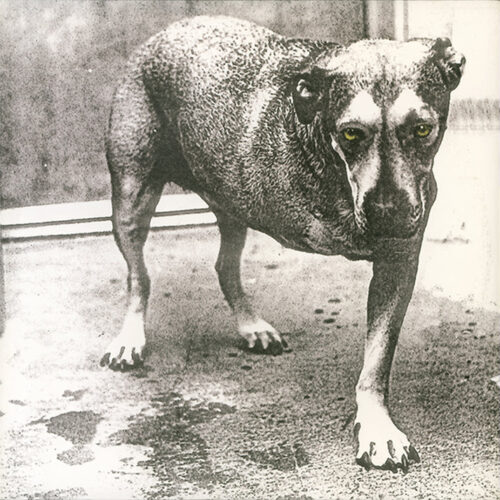 Alice In Chains - Alice In Chains [30th Anniversary Edition] (2LP Yellow)